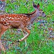 Spotted Fawn Walking Away Poster