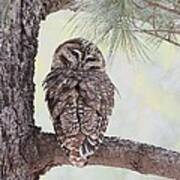 Spotted Owl Poster