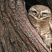 Spotted Owlet Poster