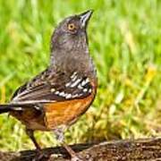 Spotted Towhee Looking Up Poster