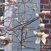 Spring Blossoms In Yorktown  Virginia Poster