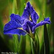 Spring Blue Iris Poster