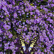 Spring Butterfly Poster