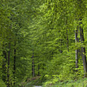 Spring European Beech Forest Lower Poster