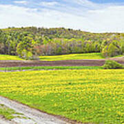 Spring Farm Landscape With Dirt Road And Dandelions Maine Poster