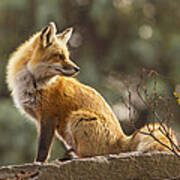 Spring Fox Poster