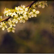 Spring Haiga Poem With Plum Blossoms Poster
