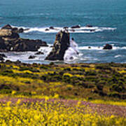Spring On The California Coast By Denise Dube Poster