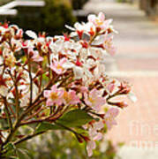 Spring On The Street Poster