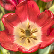Spring Red Tulip Poster