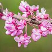 Spring Redbud Tree Branch Poster