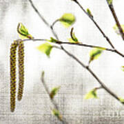 Spring Tree Branch Poster