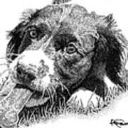 Springer Puppy Poster