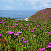 Springtime In Half Moon Bay Poster