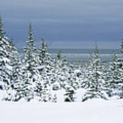 Spruce Trees In Snow Hudson Bay Canada Poster
