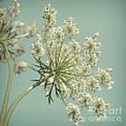 Square Queen Anne's Lace 1 Poster