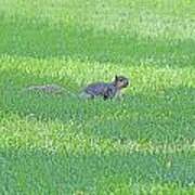 Squirrel In Grass Poster