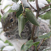 Squirrel In Snow 1 Poster