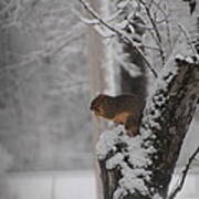 Squirrel In Winter Poster