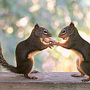 Squirrels That Share Poster