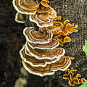 Stack Of Bracket Fungi Poster