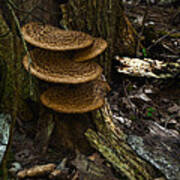 Stack Of Fungi Poster