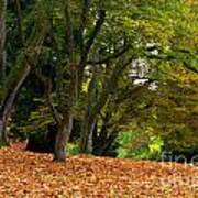 Stanley Park Fall Foliage Poster
