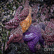 Starfish Tide Pool Poster