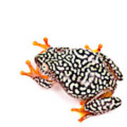 Starry Night Reed Frog Poster