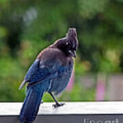 Stellers Jay On Railing Poster