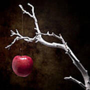 Still Life Apple Tree Poster
