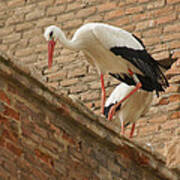 Storks In Alcala De Henares 5 Poster