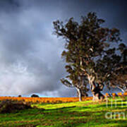 Storm Onto A Vineyard Poster