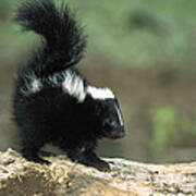 Striped Skunk Kit With Tail Raised Poster