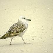 Strutting Young Seagull Poster