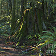 Stump And Fern Poster