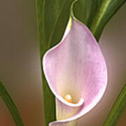 Stunning Pink Calla Lily Poster