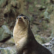 Subantarctic Fur Seal Male Gough Island Poster