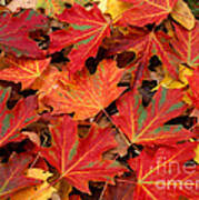 Sugar Maple Leaves Poster