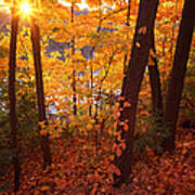 Sugar Maple Sunrise Poster