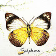 Sulphurs - Butterfly Poster