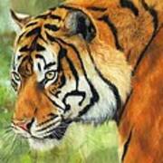 Sumatran Tiger 2 Poster