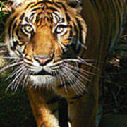 Sumatran Tiger Emerges Poster