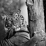 Sumatran Tiger Poster