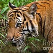 Sumatran Tiger Poster