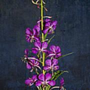 Summer Fireweed Poster