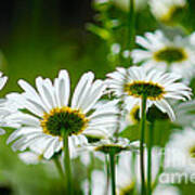 Summer Time Daisys Poster