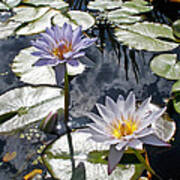 Sun-drenched Lily Pond Poster