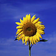 Sun Flower, Blue Sky Poster