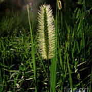 Sun-lite Grass Seed Poster
